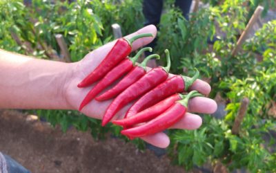 Cayennepfeffer – Die Vorteile für deine Gesundheit